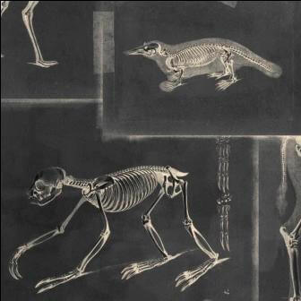 ZOOARCHAEOLOGY 